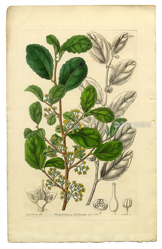 古董雕刻，Polyandria Monogynia维多利亚植物插图，Azara，齿Azara, 1835年